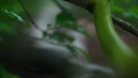 Beautiful Snakes Videos