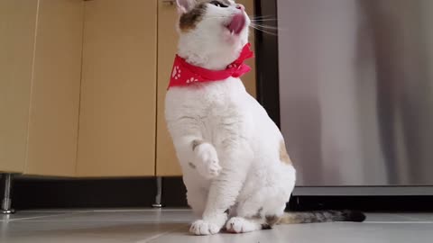 cat takes care of herself