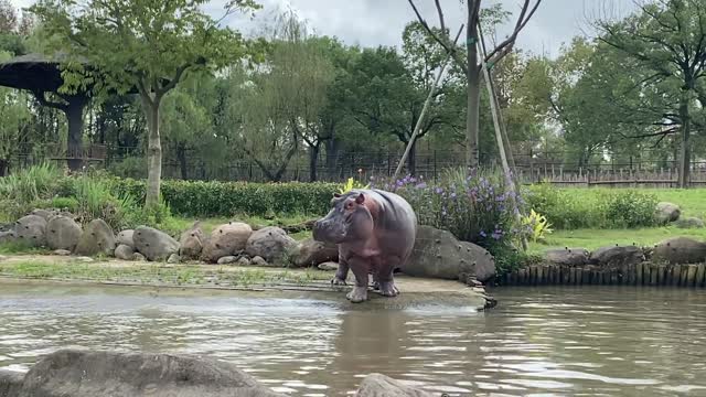 A hippopotamus