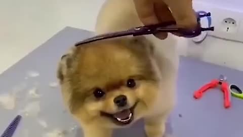 The dog gets fresh cut