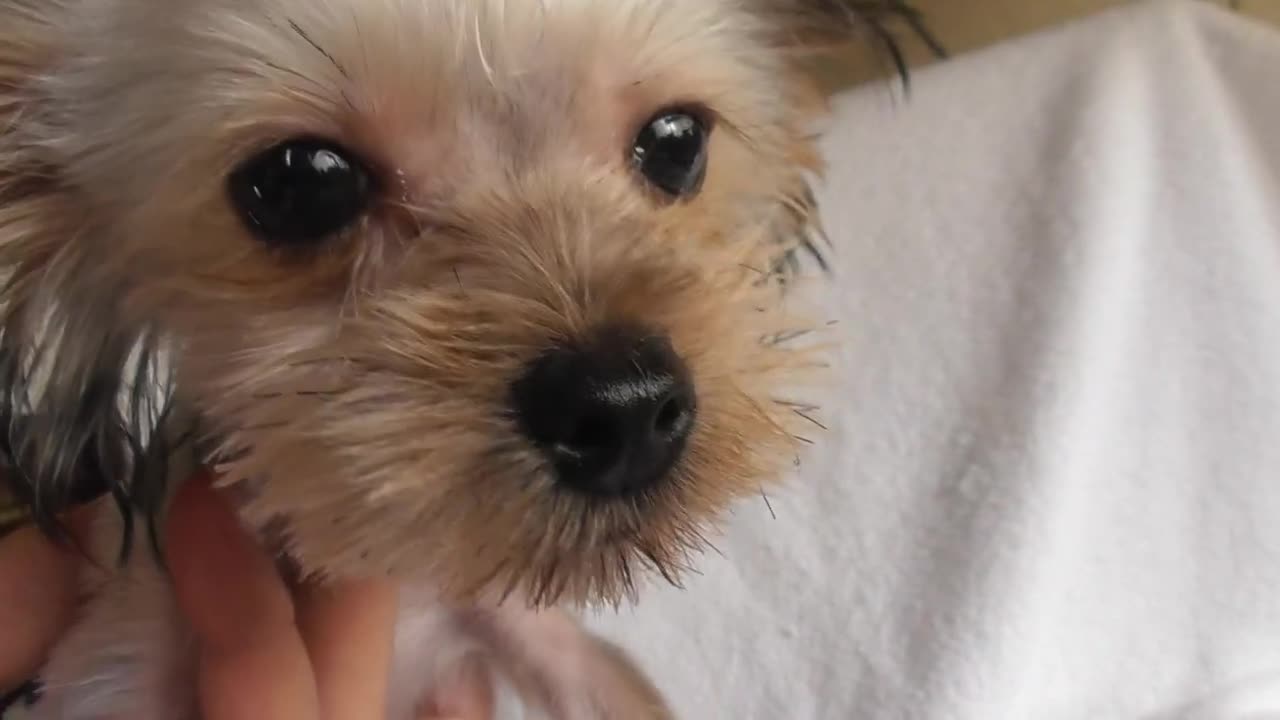 CUTE DOGS