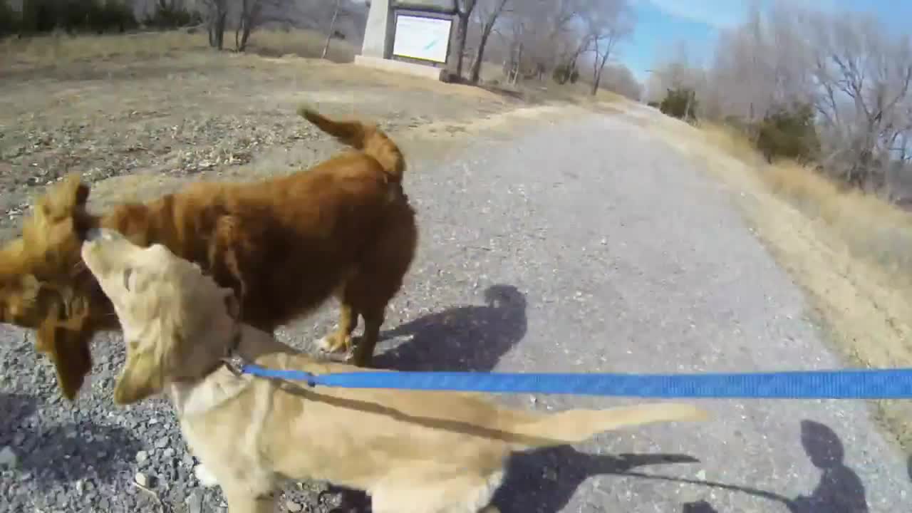 Dog Meets Her Mom For The First Time Since She Was A Puppy