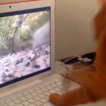 cat watching laptop in dark. short. #short