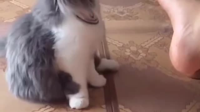 Funny videos pets 😄 cute cats and dogs