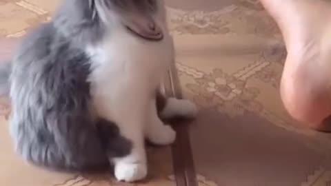 Funny videos pets 😄 cute cats and dogs