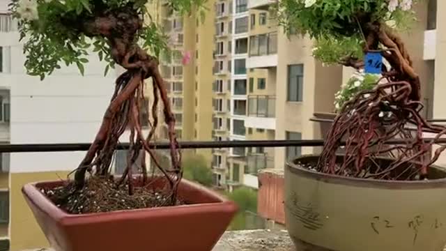 Còn gì bằng khi mỗi sáng được ngắm những thứ mình thích