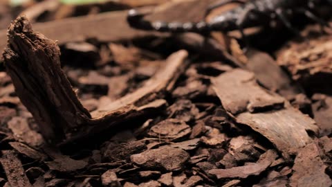 Black scorpion walking closeup