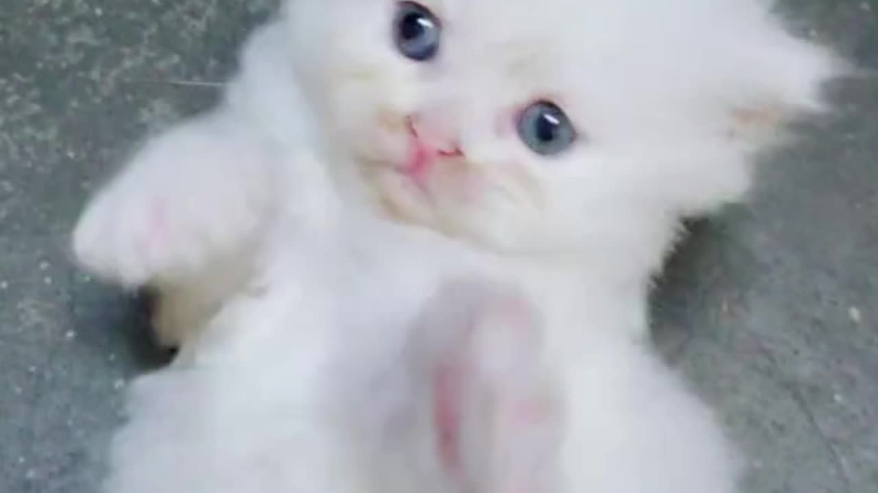 Cute kittens