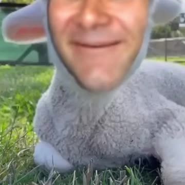 Steve Sichel baby video reveel