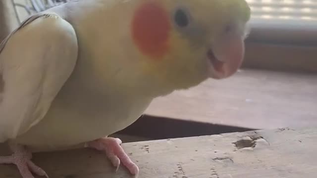 the cute bird