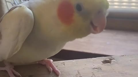 the cute bird