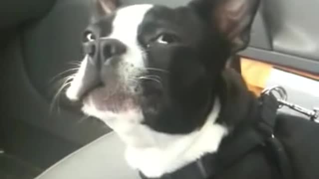 Boston Terrier Talks A LOT!!!!