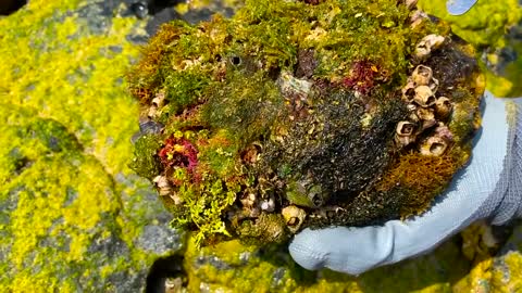 Sea turtle rot because of black cement secreted by barnacles she need to remove barnacles from shell