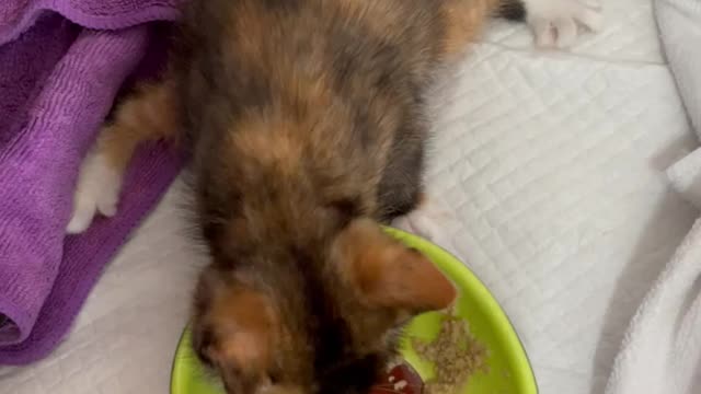 A cute, lovely eating baby cat.