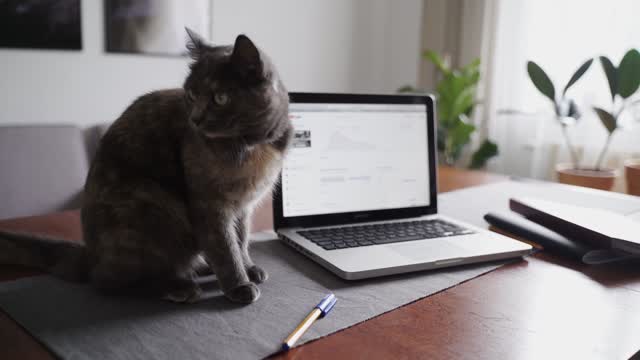 cute black cat playing laptop