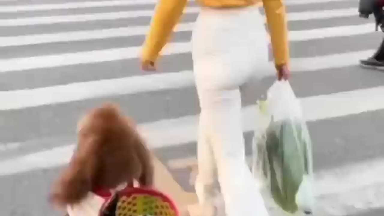 Trained dog