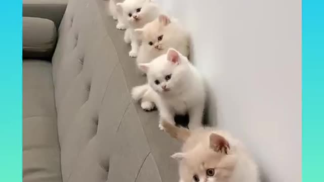 Baby Cats - Cute and adorable Cat Video