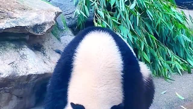 In hot summer, pandas prefer delicious ice cubes