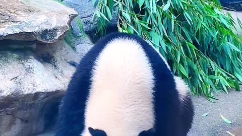 In hot summer, pandas prefer delicious ice cubes