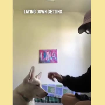 Stories That Will Make Your Day Ep.2 #shorts #dog #ShikyFAV