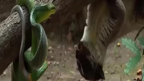 Snake fights