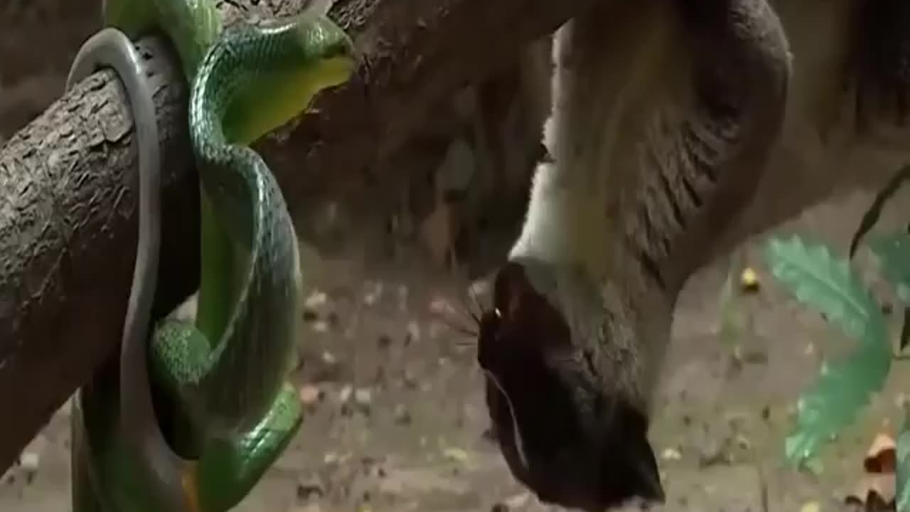 Snake fights