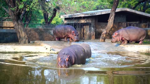 hippo family fun