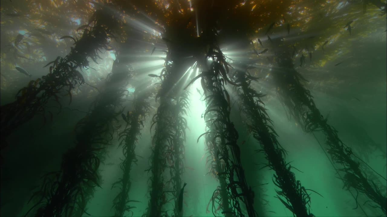 The Astonishing World of Octopuses: A Glimpse into their Extraordinary Lives