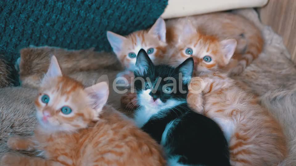 Cute baby cats