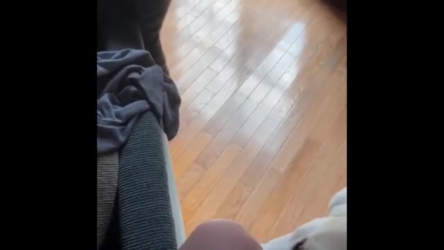 cat dies from cringe dog behavor