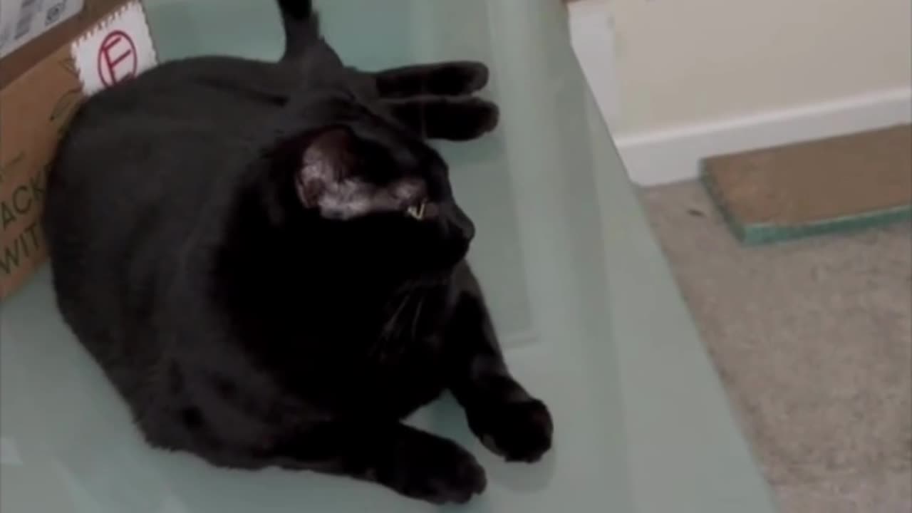 Adopting a Cat from a Shelter Vlog - Cute Precious Piper is in the Middle of the Action #shorts