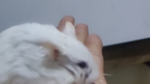 Good hamster