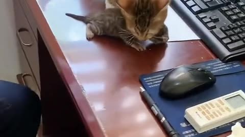 Funny cats - Part 14