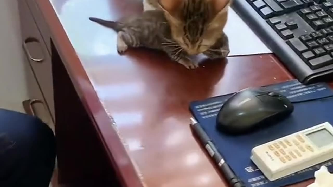 Funny cats - Part 14