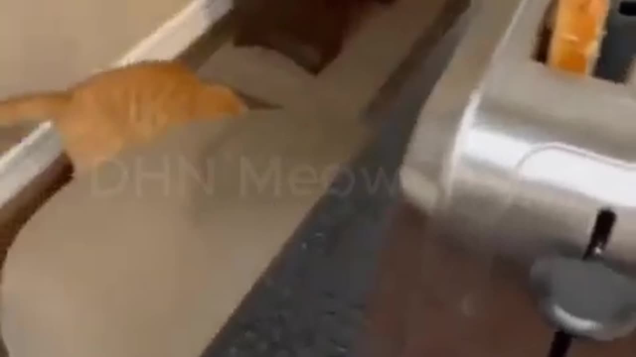Funny moment with cats