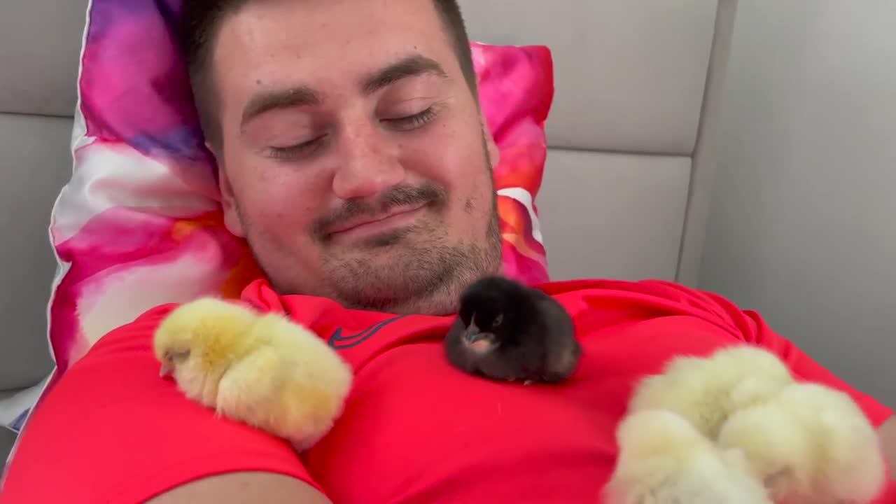 Baby Chicks Sleeping on My Chest!