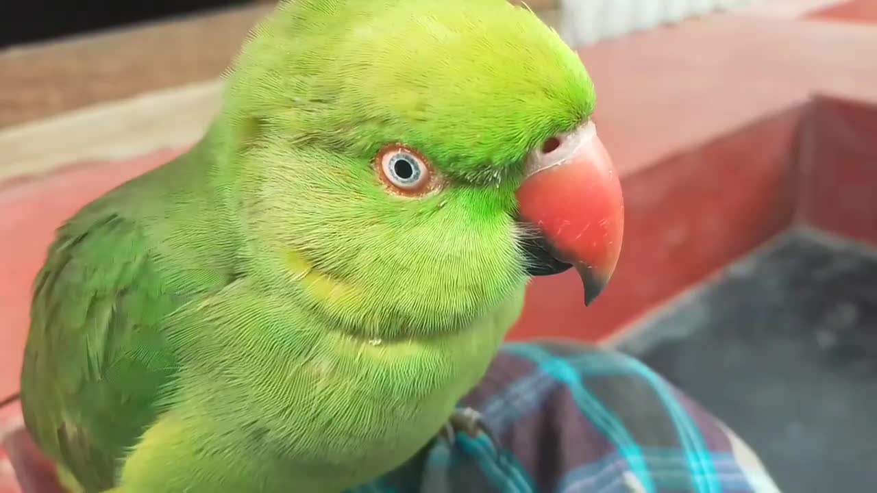 Female Parrot Behave (Parrot Sound)