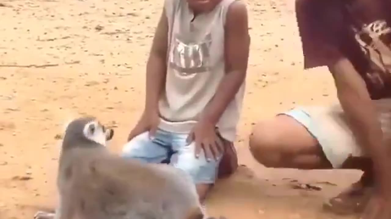 Two boys in Madagascar scratch the back of a habituated lemur