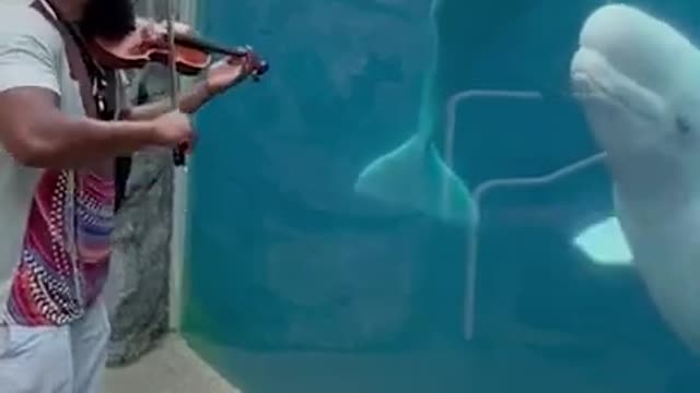 Beluga Whale Mesmerized By Man Playing Violin