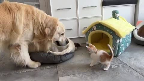 Kitten likes to play with the Golden Retrievers