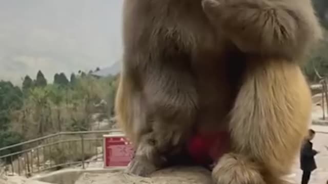 Monky eating