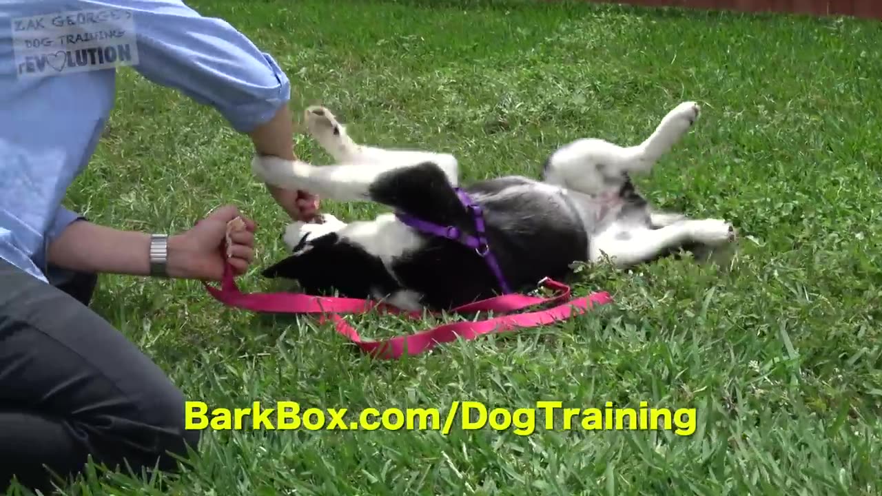 How to Teach your Puppy to Listen When they Won't!