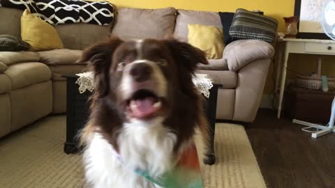 Dog dances to the drummer upstairs