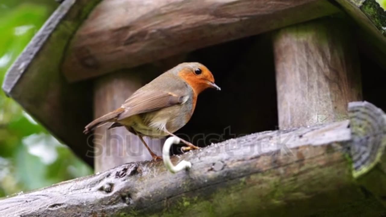 A beautiful closeup of a robin feeding on autumnal rain