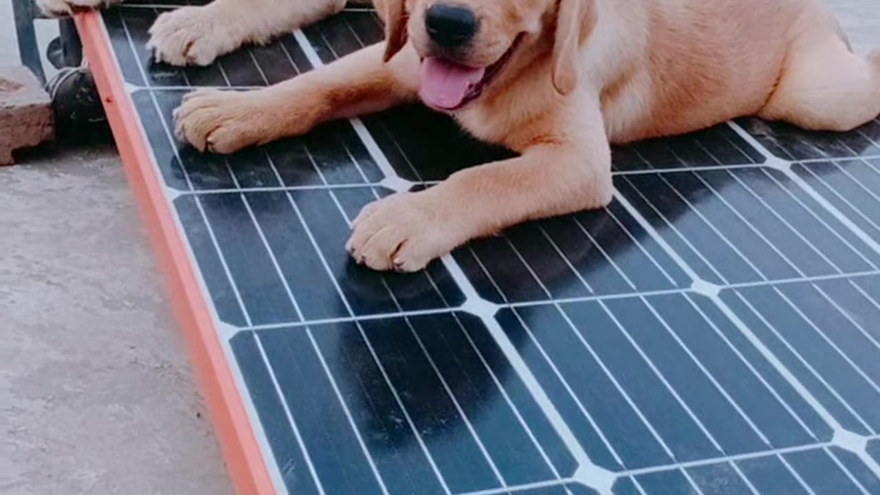 Labrador pupss pair availble