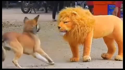 Fake lion how to dog reaction