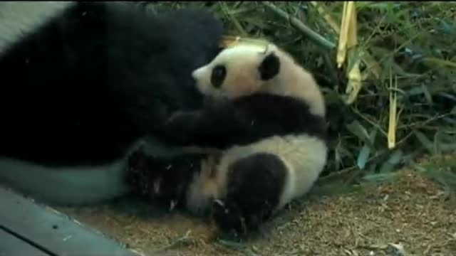 Po playing with Mother, Lun Lun