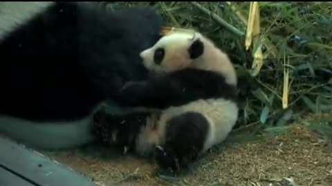 Po playing with Mother, Lun Lun