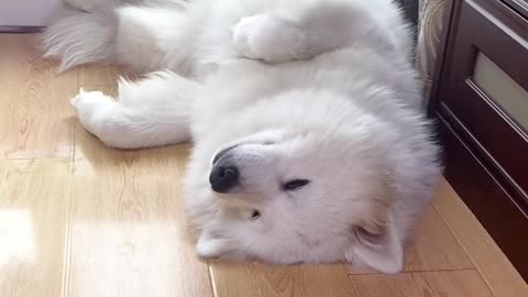 Samoyed jam