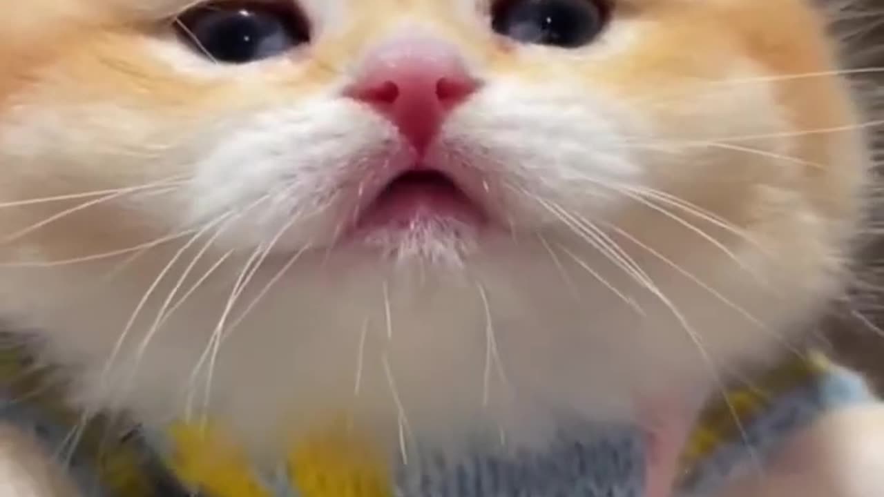 "Wow! The Cutest Cats Compilation You’ll Ever See!"